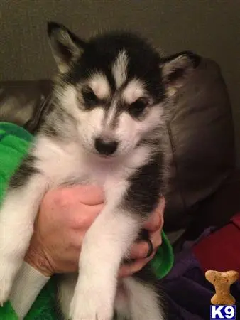 Siberian Husky puppy for sale