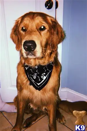 Golden Retriever stud dog