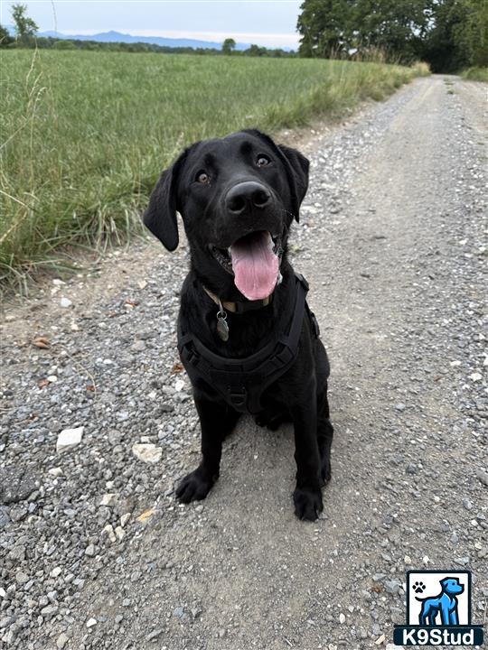 a labrador retriever dog sitting on a road