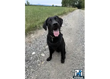a labrador retriever dog sitting on a road