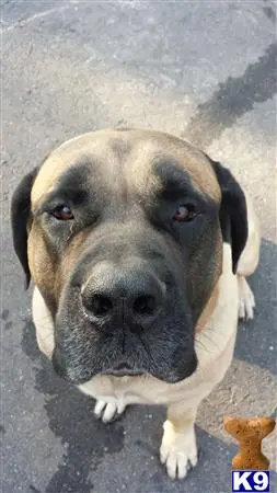 Mastiff stud dog