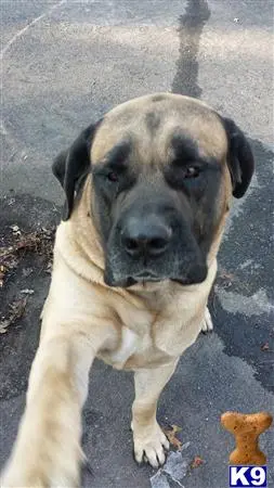 Mastiff stud dog