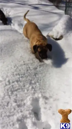 Mastiff stud dog