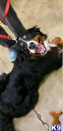 Bernese Mountain Dog stud dog: a bernese mountain dog dog with its tongue out