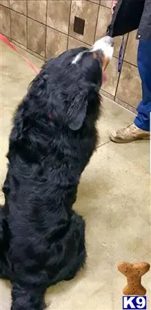 Bernese Mountain Dog stud dog: a black bernese mountain dog dog with a white ball on its head