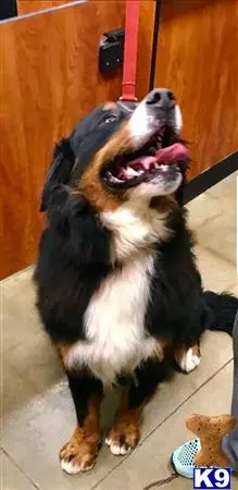 Bernese Mountain Dog stud dog: a bernese mountain dog dog with its mouth open