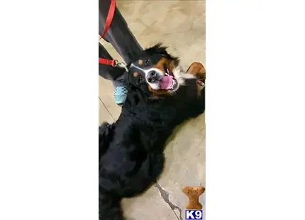Bernese Mountain Dog stud dog: a bernese mountain dog dog with its tongue out