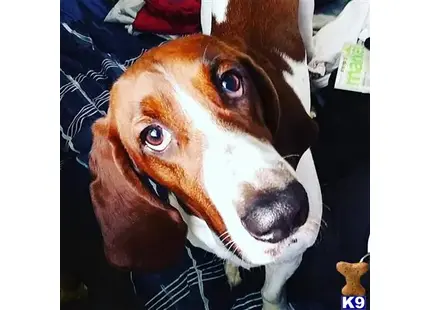 Basset Hound
