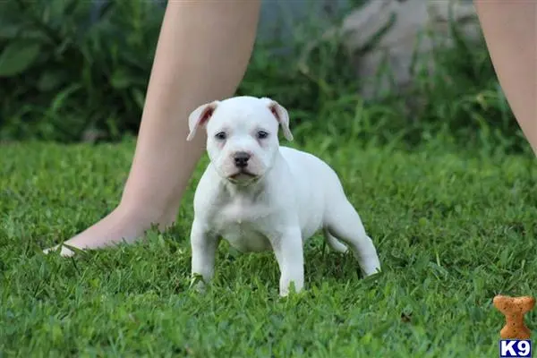 American Bully stud dog