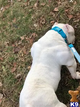 American Bully stud dog