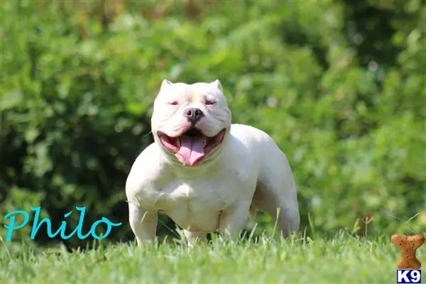 American Bully stud dog