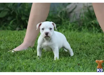 American Bully