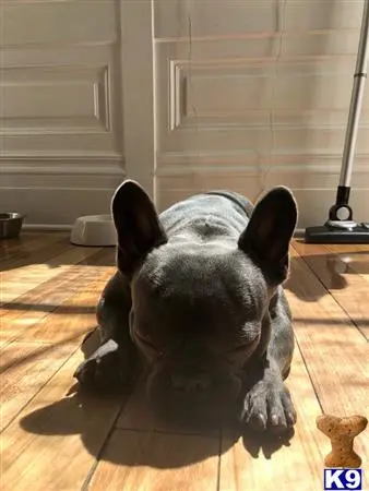 French Bulldog stud dog