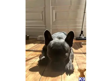 French Bulldog