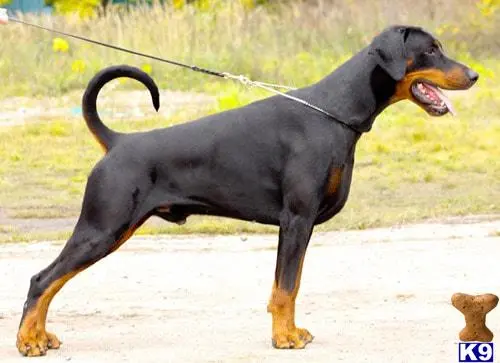 Doberman Pinscher