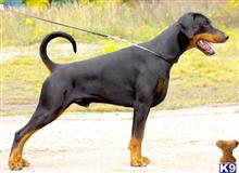 INT Ch.Casa Di Fera Hargos available Doberman Pinscher puppy located in ANDERSON