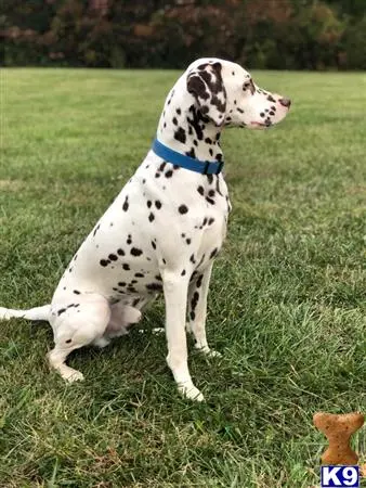 Dalmatian stud dog