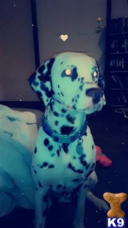 Dalmatian stud dog