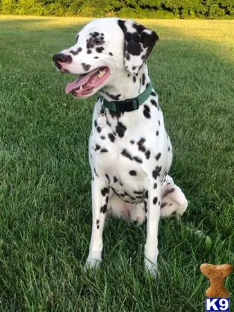 Dalmatian stud dog