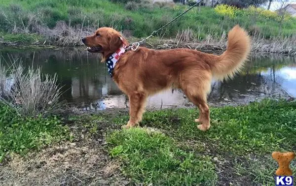 Golden Retriever stud dog