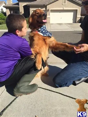 Golden Retriever stud dog