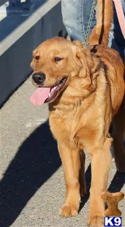 Golden Retriever stud dog