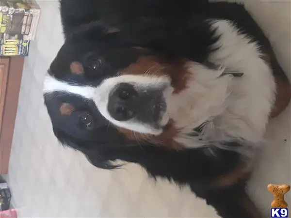 Bernese Mountain Dog stud dog