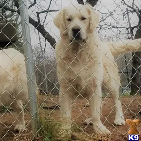 Golden Retriever stud dog