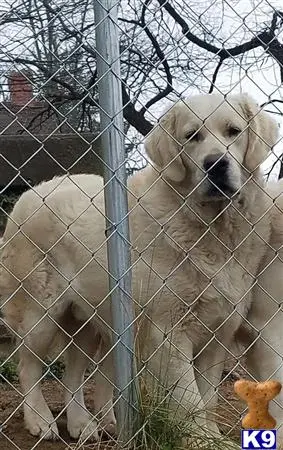 Golden Retriever stud dog