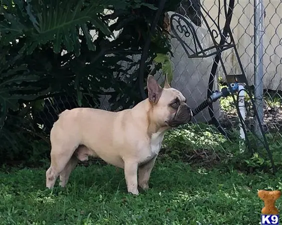 French Bulldog stud dog