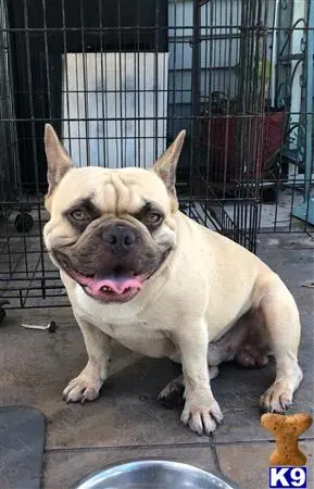 French Bulldog stud dog