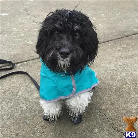 Havanese stud dog