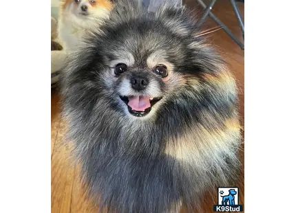 Pomeranian