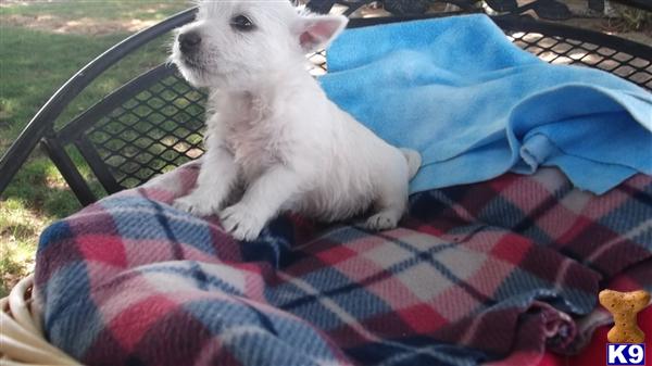 West Highland White Terrier