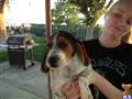 beagle puppy posted by pilcherfam