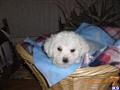 bichon frise puppy posted by pilcherfam