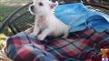 west highland white terrier puppy posted by pilcherfam