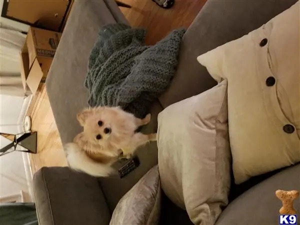 Pomeranian female dog: Fluffy cream Pomeranian standing on a couch with pillows