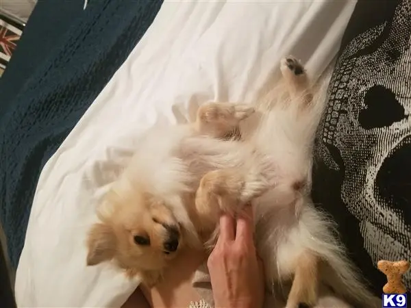 Pomeranian female dog: Fluffy cream Pomeranian lying on its back, being petted