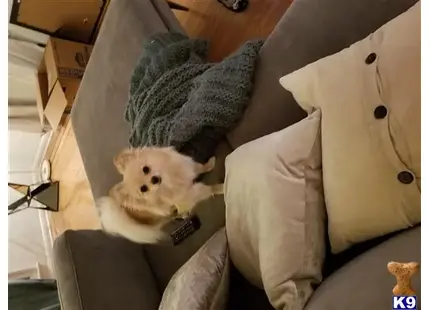 Pomeranian
