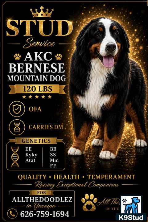 a bernese mountain dog dog with text overlay