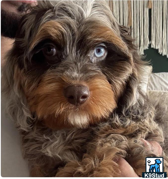 a cavapoo dog with a human hand