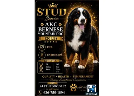 a bernese mountain dog dog with text overlay