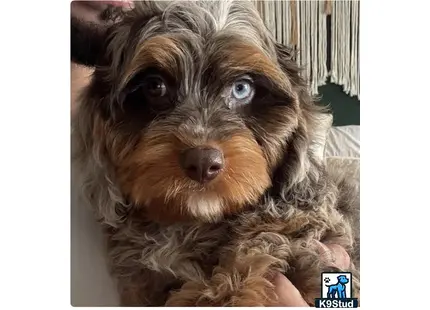 a cavapoo dog with a human hand