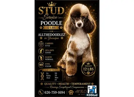 Poodle stud dog