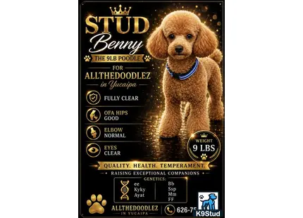 Poodle stud dog