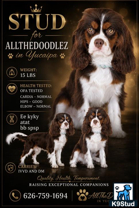 a cavalier king charles spaniel dog and several cavalier king charles spaniel puppies