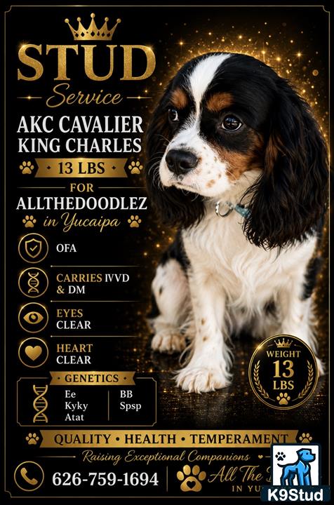 a cavalier king charles spaniel dog with text overlay