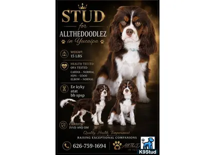a cavalier king charles spaniel dog and several cavalier king charles spaniel puppies