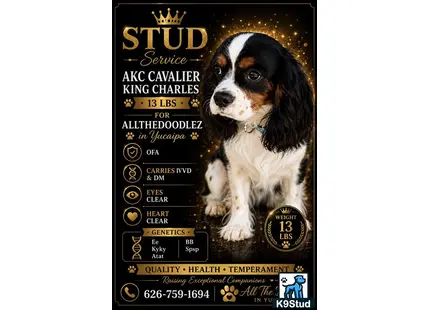 a cavalier king charles spaniel dog with text overlay